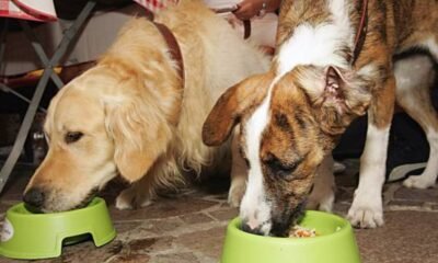 Can Dogs Eat Broccoli