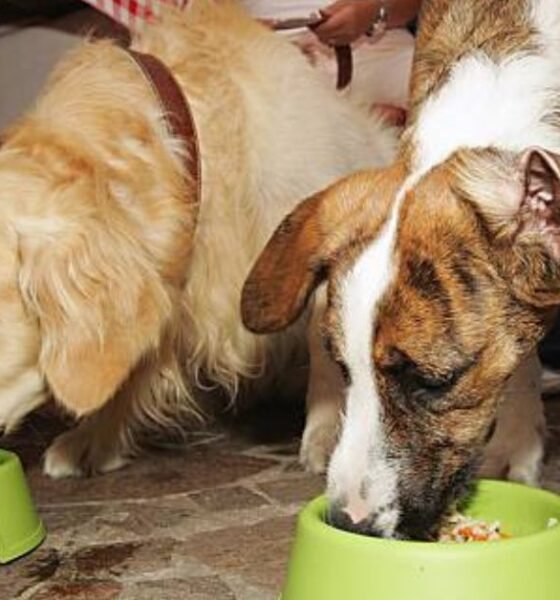 Can Dogs Eat Broccoli