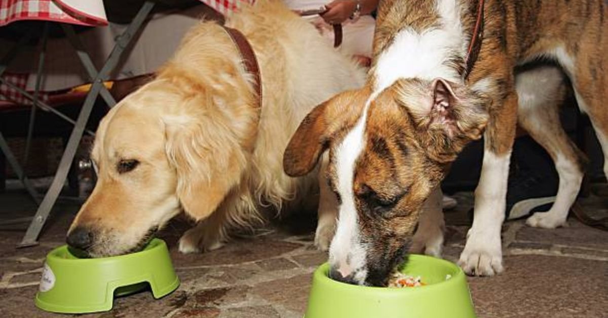 Can Dogs Eat Broccoli