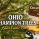 Ohio Champion Trees in Lewis Center, Ohio – large historic oak tree in a scenic field with forestry measuring tools representing Ohio’s champion tree program.